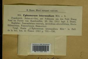 Ephemerum serratum (Schreb. ex Hedw.) Hampe, Гербарий мохообразных, Мхи - Западная Европа (BEu) (Франция)