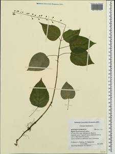 Двулепестник парижский, Цирцея парижская L., Крым (KRYM) (Россия)