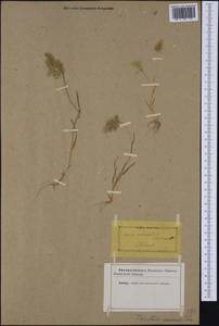 Trisetaria aurea (Ten.) Pignatti, Западная Европа (EUR) (Неизвестно)