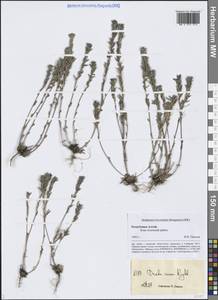 Крупка седая, Крупка серая Rydb., Сибирь, Алтай и Саяны (S2) (Россия)