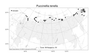 Puccinellia tenella, Бескильница тонкая (Lange) Holmb., Атлас флоры России (FLORUS) (Россия)