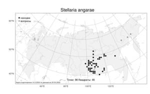 Stellaria angarae, Звездчатка ангарская Popov, Атлас флоры России (FLORUS) (Россия)