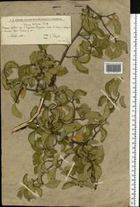 Вяз малый Mill., Восточная Европа, Нижневолжский район (E9) (Россия)