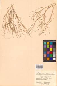 Желтушник выгрызенный L., Восточная Европа, Нижневолжский район (E9) (Россия)