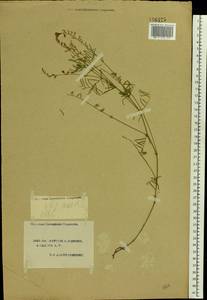Астрагал австрийский Jacq., Восточная Европа, Южно-Украинский район (E12) (Украина)