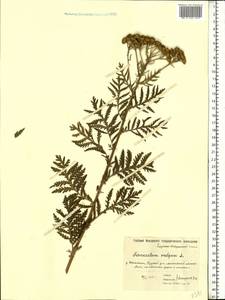Нивяник обыкновенный, Поповник Lam., Восточная Европа, Московская область и Москва (E4a) (Россия)