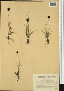 Carex parviflora Host, Западная Европа (EUR) (Австрия)