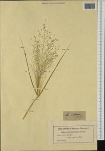 Eragrostis aspera (Jacq.) Nees, Западная Европа (EUR) (Неизвестно)