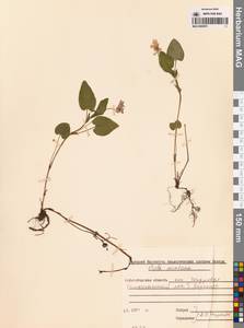 Фиалка высокая Fr., Сибирь, Западная Сибирь (S1) (Россия)