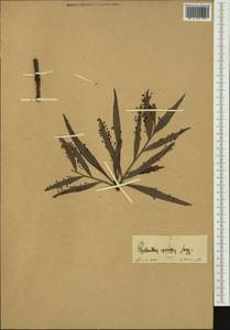 Phyllanthus arbuscula (Sw.) J.F.Gmel., Австралия и Океания (AUSTR)