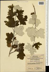 Populus × canescens (Aiton) Sm., Кавказ, Азербайджан (K6) (Азербайджан)