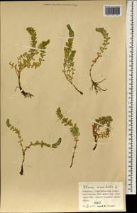 Lysimachia maritima (L.) Galasso, Banfi & Soldano, Монголия (MONG) (Монголия)