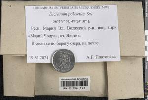 Dicranum polysetum Sw., Гербарий мохообразных, Мхи - Среднее Поволжье (B9) (Россия)
