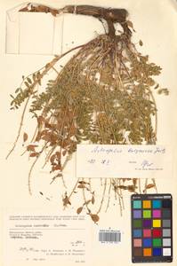 Астрагал Тугаринова Basil., Сибирь, Чукотка и Камчатка (S7) (Россия)