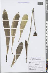 Trommsdorffia maculata (L.) Bernh., Восточная Европа, Восточный район (E10) (Россия)