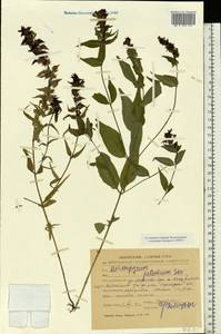 Melampyrum nemorosum var. polonicum Beauverd, Восточная Европа, Центральный лесостепной район (E6) (Россия)
