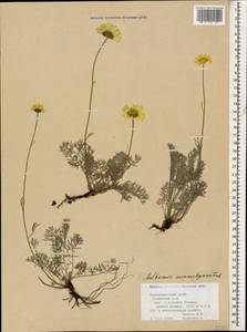 Archanthemis marschalliana subsp. sosnovskyana (Fed.) Lo Presti & Oberpr., Кавказ, Краснодарский край и Адыгея (K1a) (Россия)