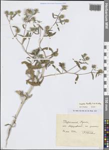 Кузиния тоненькая Fisch. & C.A.Mey., Средняя Азия и Казахстан, Каракумы (M6) (Туркмения)