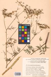 Бутень клубненосный L., Восточная Европа, Московская область и Москва (E4a) (Россия)