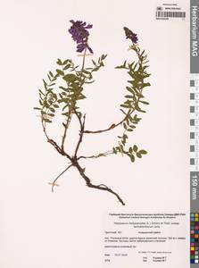 Копеечник копеечниковый (L.) Schinz & Thell., Сибирь, Чукотка и Камчатка (S7) (Россия)