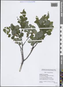 Salix × onusta Besser, Восточная Европа, Центральный район (E4) (Россия)