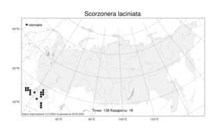 Scorzonera laciniata, Козелец разрезной L., Атлас флоры России (FLORUS) (Россия)