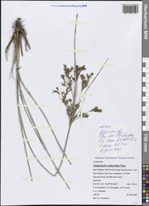 Fimbristylis scaberrima Nees, Зарубежная Азия (ASIA) (Вьетнам)