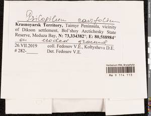Psilopilum cavifolium (Wilson) I. Hagen, Гербарий мохообразных, Мхи - Красноярский край, Тыва и Хакасия (B17) (Россия)