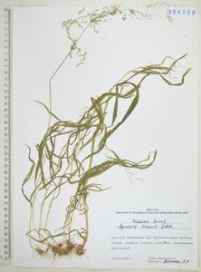 Полевица тонкая L., Сибирь, Дальний Восток (S6) (Россия)