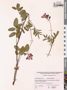 Копеечник щетинистоплодный Turcz., Сибирь, Чукотка и Камчатка (S7) (Россия)