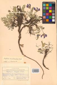 Остролодочник камчатский Hultén, Сибирь, Чукотка и Камчатка (S7) (Россия)