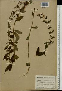 Зверобой волосистый, Зверобой жестковолосый L., Восточная Европа, Московская область и Москва (E4a) (Россия)