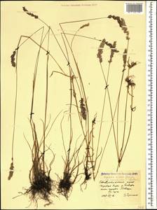 Koeleria eriostachya Pancic, Кавказ, Ставропольский край, Карачаево-Черкесия, Кабардино-Балкария (K1b) (Россия)