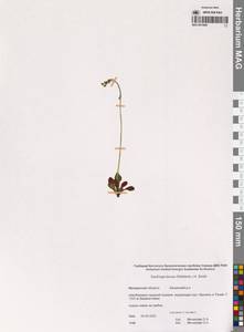 Камнеломка тонкая (Wahlenb.) Small, Сибирь, Чукотка и Камчатка (S7) (Россия)