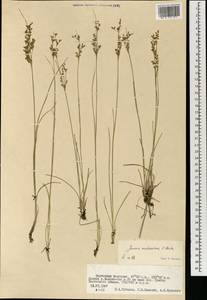 Ситник орхонский Novikov, Монголия (MONG) (Монголия)