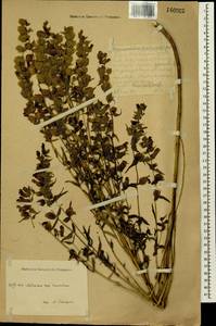 Rhinanthus minor subsp. minor, Сибирь, Алтай и Саяны (S2) (Россия)