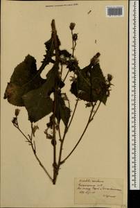 Lactuca macrophylla subsp. uralensis (Rouy) N. Kilian & Greuter, Восточная Европа, Восточный район (E10) (Россия)