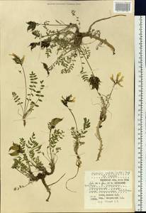 Остролодочник грязноватый (Willd.) Pers., Сибирь, Западная Сибирь (S1) (Россия)