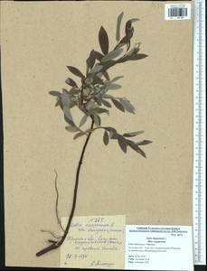 Ива лопарская L., Восточная Европа, Центральный район (E4) (Россия)