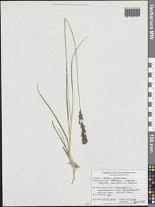 Молиния голубая (L.) Moench, Восточная Европа, Центральный лесостепной район (E6) (Россия)