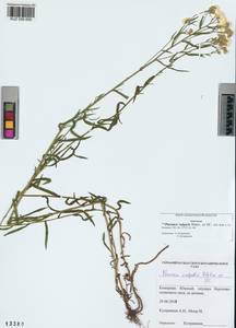 Achillea ptarmica subsp. ptarmica, Сибирь, Алтай и Саяны (S2) (Россия)