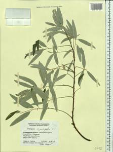 Лох узколистный, Лох обыкновенный L., Восточная Европа, Нижневолжский район (E9) (Россия)