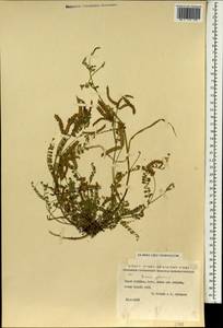 Astragalus pelecinus subsp. pelecinus, Зарубежная Азия (ASIA) (Израиль)