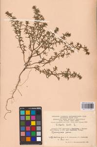 Солянка обыкновенная, Солянка сорная L., Восточная Европа, Литва (E2a) (Литва)