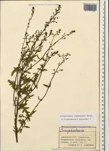 Scrophularia variegata subsp. cinerascens (Boiss.) Grau, Кавказ, Армения (K5) (Армения)
