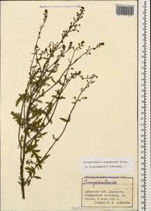 Scrophularia versicolor Boiss., Кавказ, Армения (K5) (Армения)