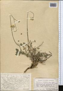 Семеновия разнозубчатая (Korovin) Manden., Средняя Азия и Казахстан, Памир и Памиро-Алай (M2) (Таджикистан)