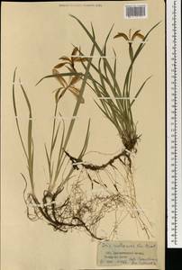 Ирис русский, Касатик русский Ker Gawl., Монголия (MONG) (Монголия)