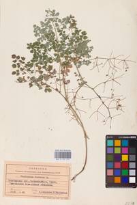 Василисник вонючий L., Восточная Европа, Восточный район (E10) (Россия)