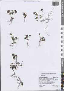 Герань, Зарубежная Азия (ASIA) (Йемен)